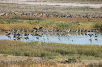 Bitter Lake National Wildlife Refuge